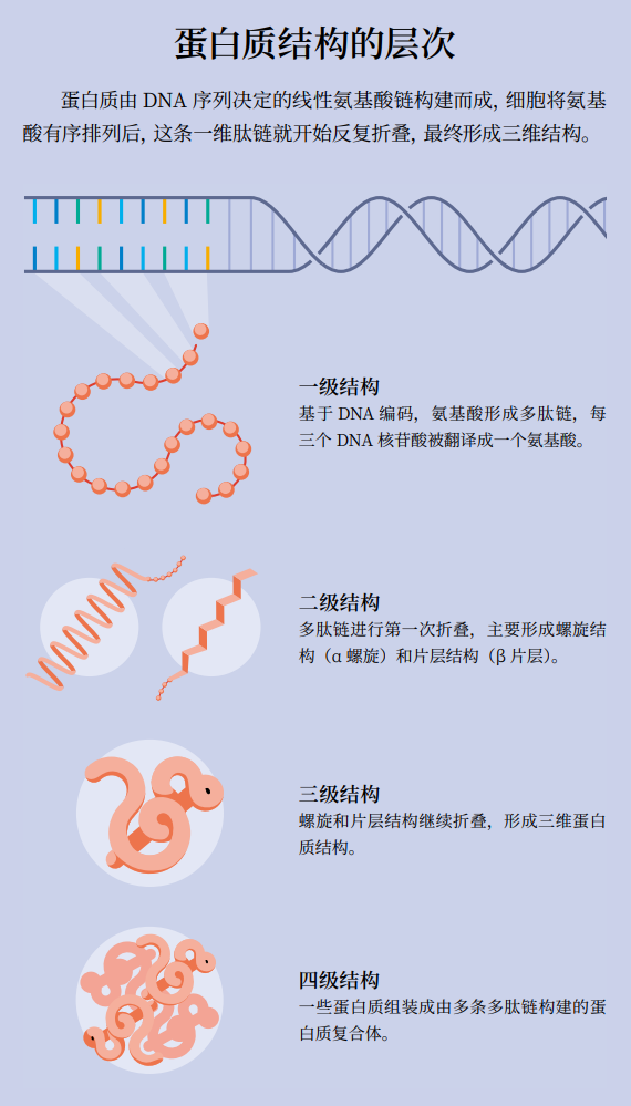 为何诺贝尔化学奖又颁给AI？万字详解：AI重塑结构生物学