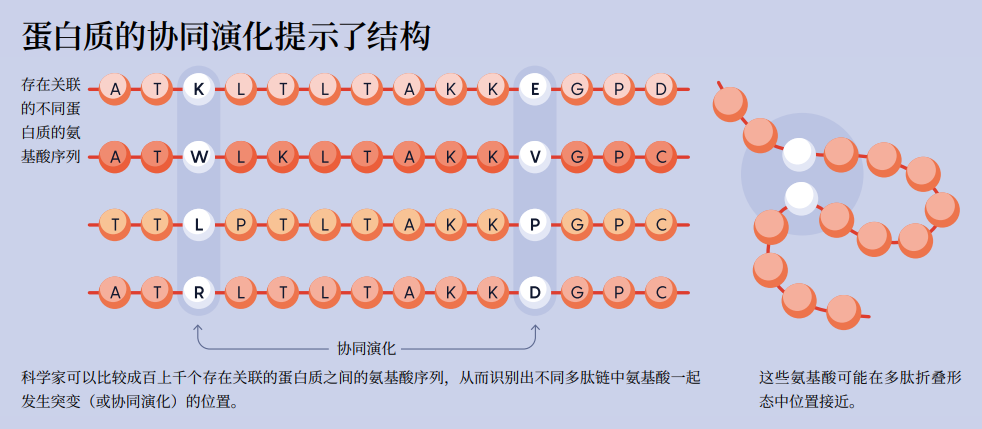 为何诺贝尔化学奖又颁给AI？万字详解：AI重塑结构生物学